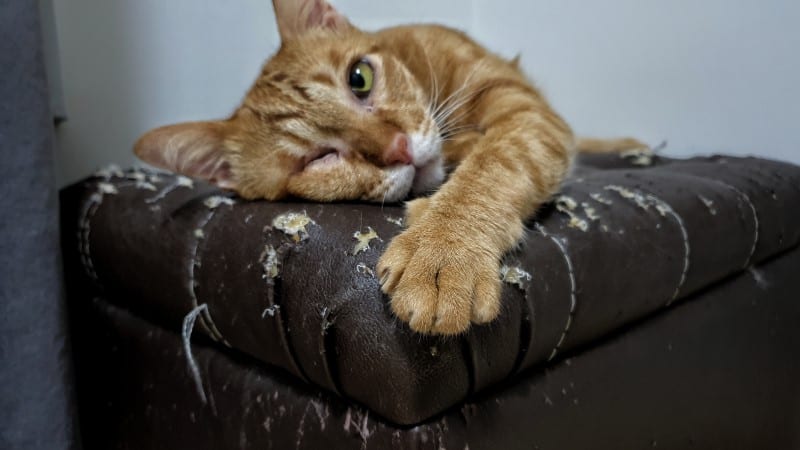 How to Keep Cats from Scratching Leather Furniture, 9 Tips